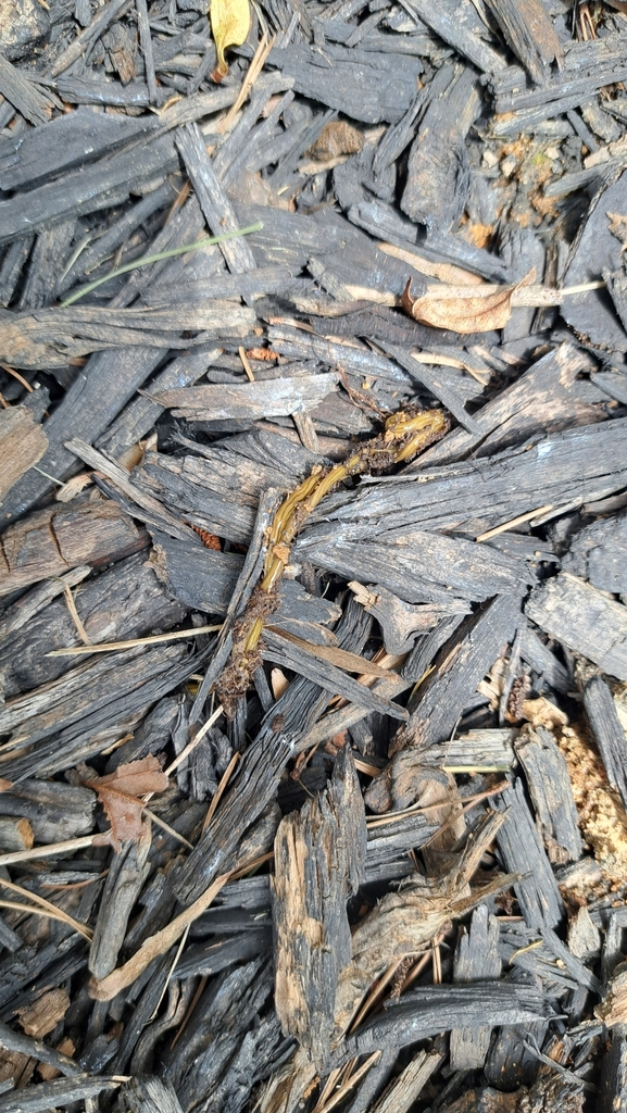 Diversibipalium multilineatum from Balfour, NC, USA on May 26, 2024 at ...