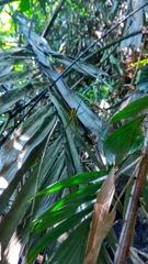 Cyrtophora cylindroides