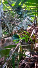 Cyrtophora cylindroides