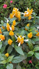 Pachystachys lutea
