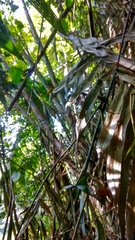 Cyrtophora cylindroides