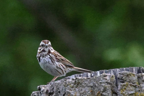 Song Sparrow