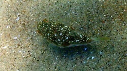 Amblyrhynchote honckenii
