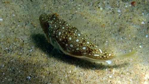 Amblyrhynchote honckenii