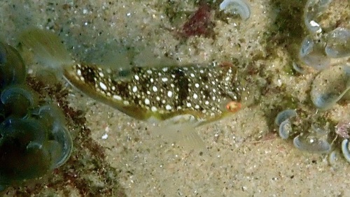 Amblyrhynchote honckenii