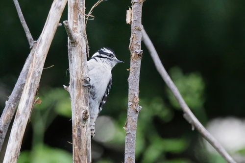 Downy Woodpecker