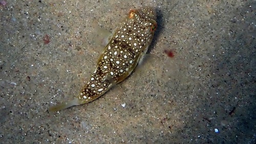 Amblyrhynchote honckenii