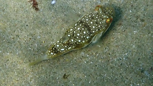 Amblyrhynchote honckenii