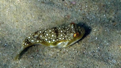 Amblyrhynchote honckenii