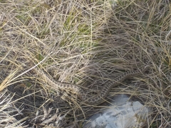 Vipera ursinii