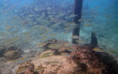Selaroides leptolepis
