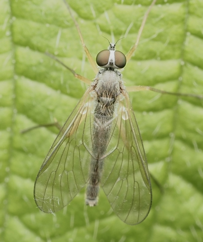 Rhagio chillcotti