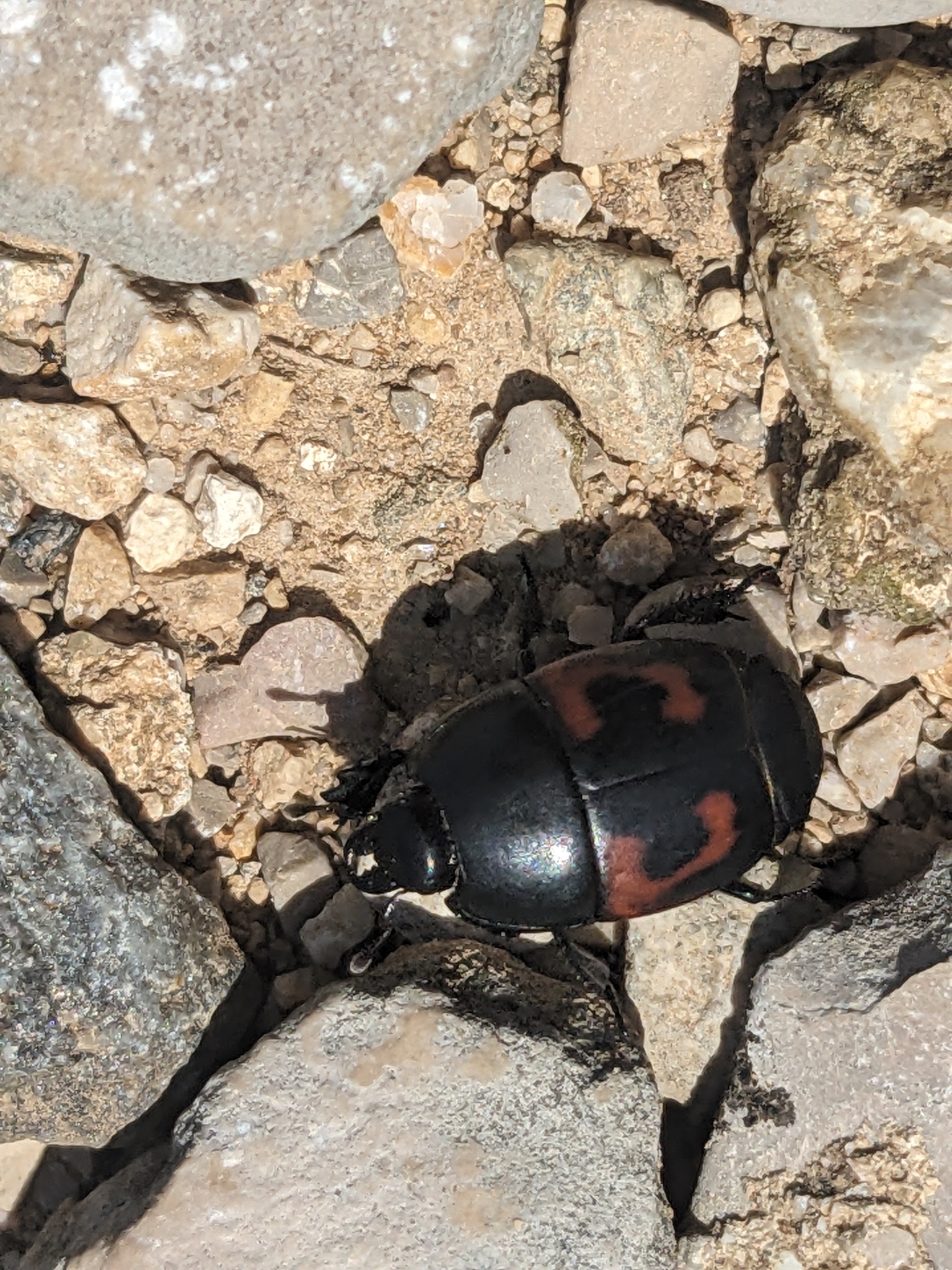 Histeridae