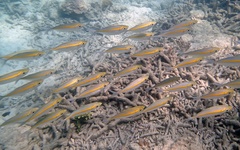 Selaroides leptolepis