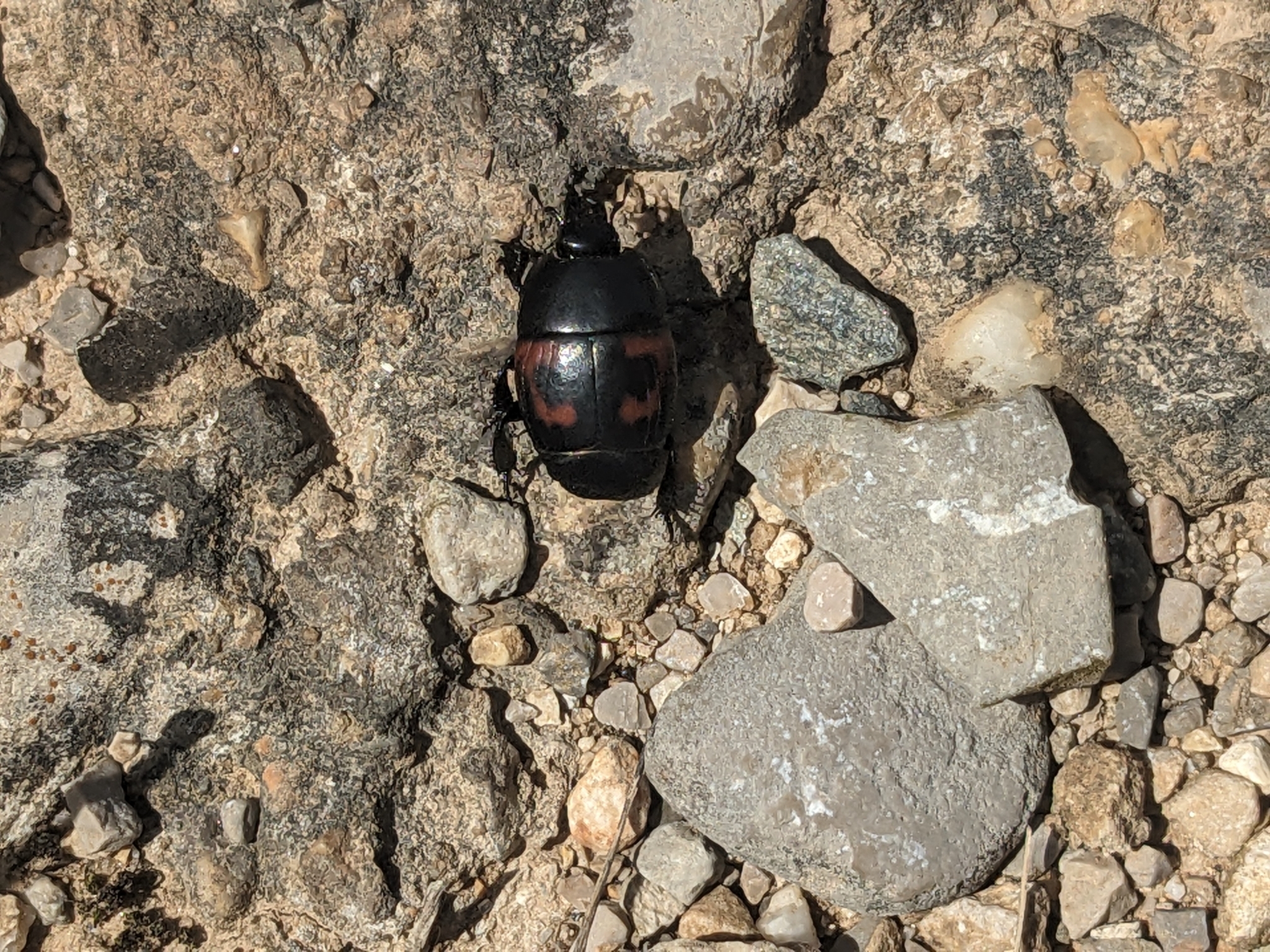 Histeridae