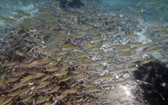 Selaroides leptolepis