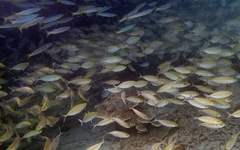 Selaroides leptolepis