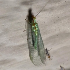 Chrysopa coloradensis