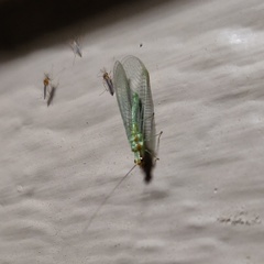 Chrysopa coloradensis