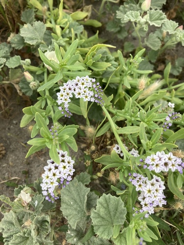 iNaturalist observation photo of Heliotropium curassavicum oculatum