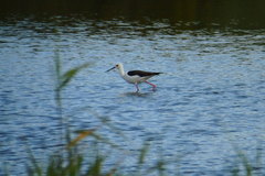 Himantopus himantopus