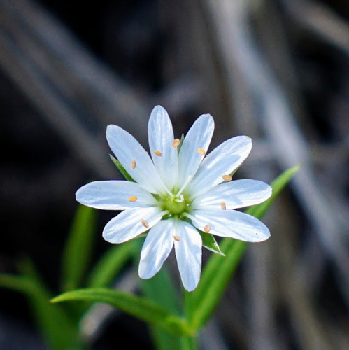 Porsild's starwort (Stellaria porsildii)