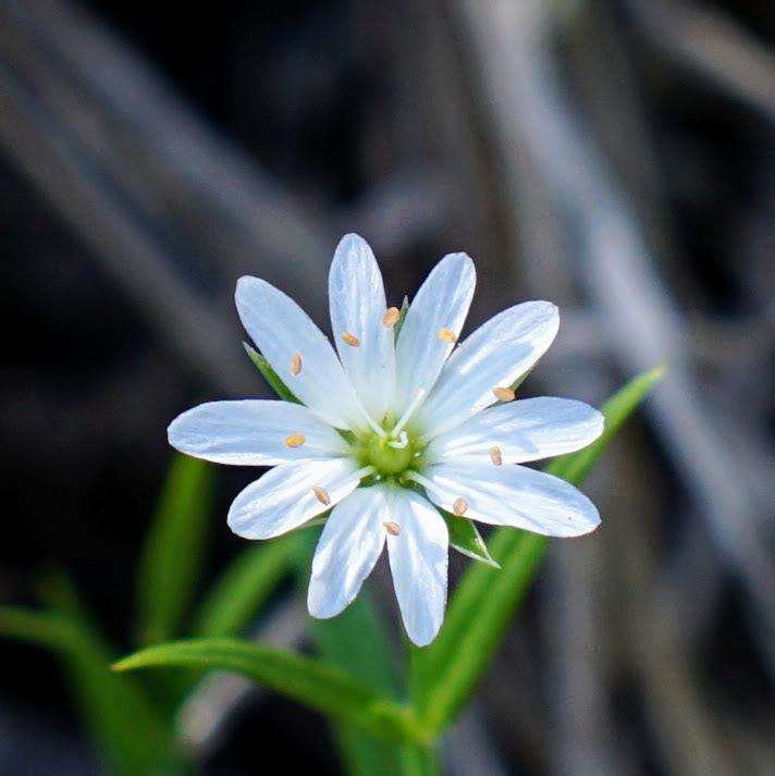 Stellaria porsildii
