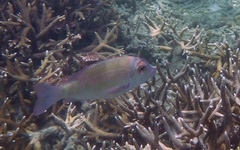 Lethrinus erythropterus