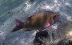 Lethrinus erythropterus