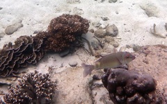 Lethrinus erythropterus