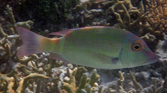 Lethrinus erythropterus