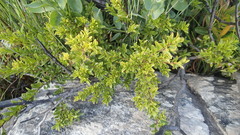 Diospyros glabra