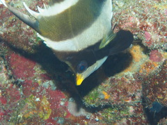 Heniochus chrysostomus