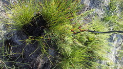 Hypodiscus aristatus