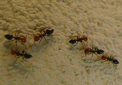 Crematogaster scutellaris