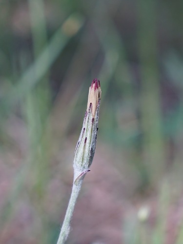 Image of Leibnitzia lyrata by (c) Andrew Tree, some rights reserved (CC BY)