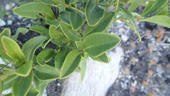 Cassine parvifolia