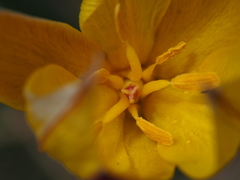 Tulipa sylvestris australis