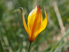 Tulipa sylvestris australis