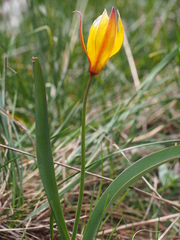 Tulipa sylvestris australis