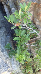 Cassine parvifolia