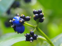 Palicourea brachiata