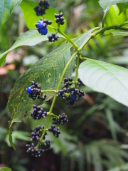 Palicourea brachiata