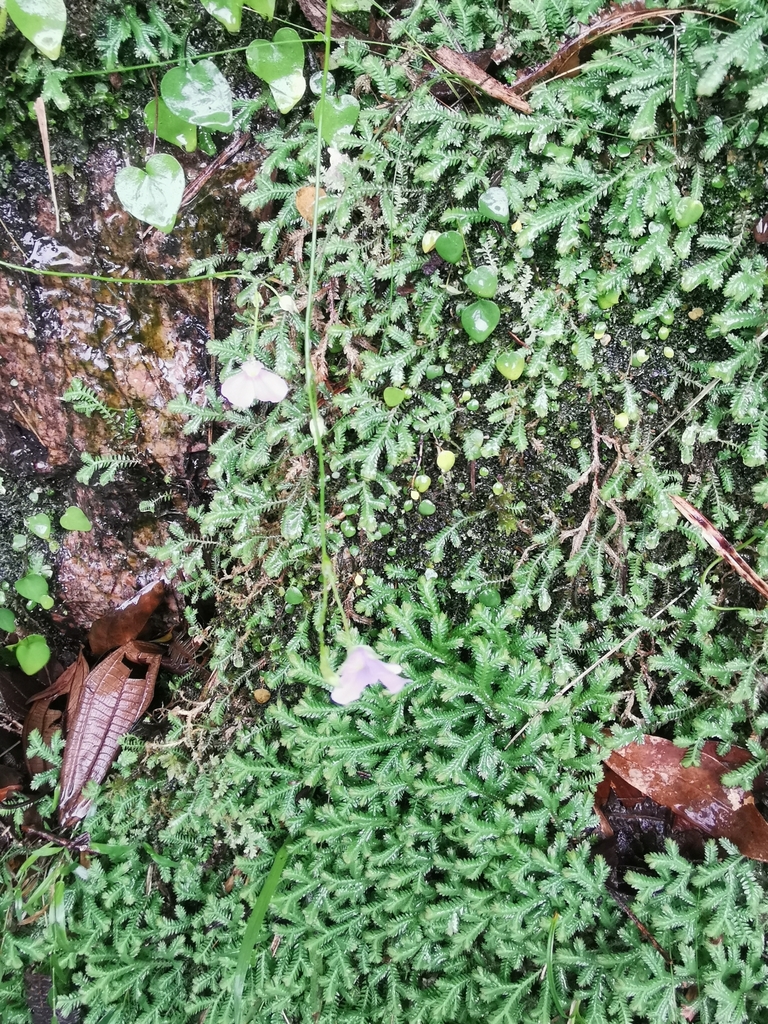Utricularia geminiloba Benj. 2