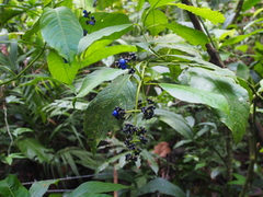 Palicourea brachiata