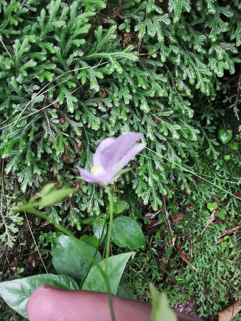 Utricularia geminiloba Benj. 3