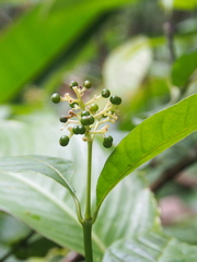 Palicourea acuminata