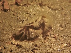 Pilumnus vespertilio