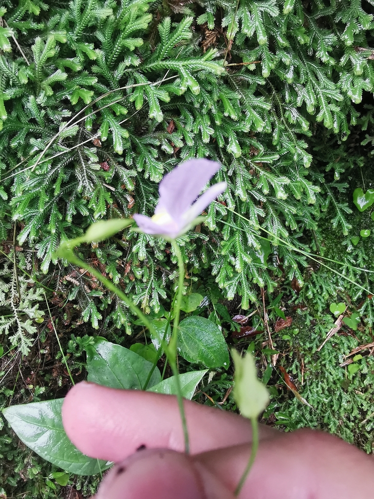 Utricularia geminiloba Benj. 4