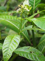 Palicourea acuminata